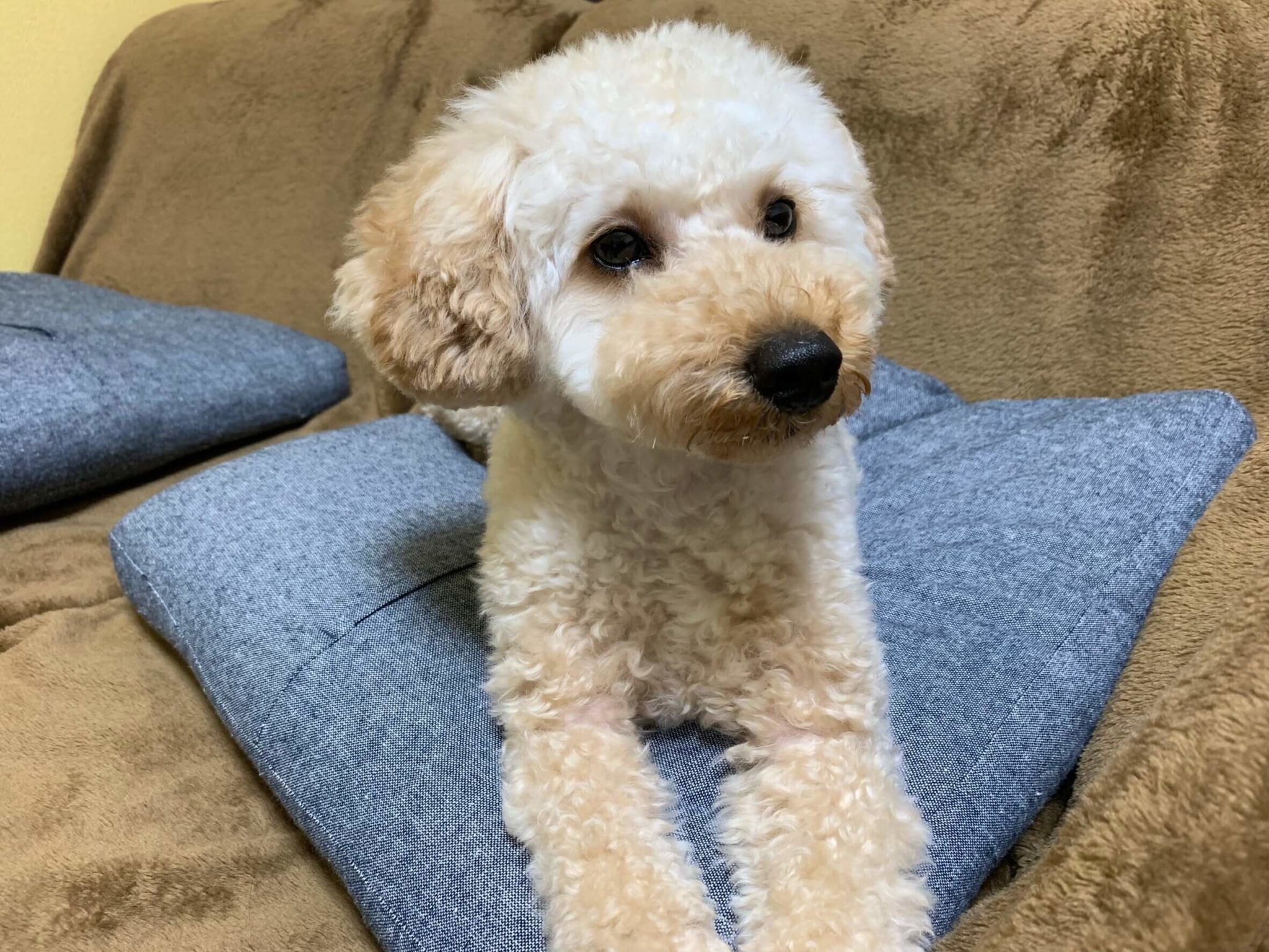 トイプードルを初めて飼いました!飼いやすさ・お勧め理由を体験談から紹介! 愛犬ミニチュアダックスとの生活 トイプードルを初めて飼いました!飼いやすさ・お勧め理由を体験談から紹介! 愛犬ミニチュアダックスとの生活